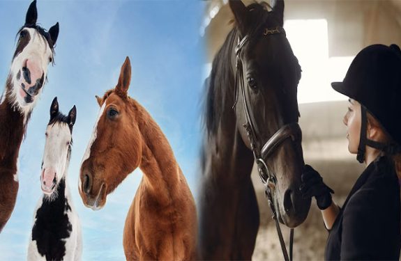 The Perfect Horse For A Novice Rider